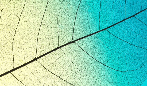 Top view of colored leaf with see-through texture