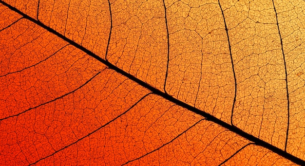 Top view of colored leaf with translucent texture