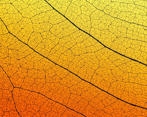 Top view of colored leaf with transparent texture