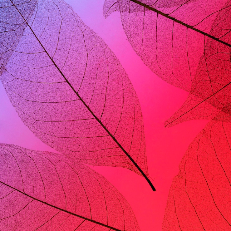 Free Photo top view of colored leaves texture
