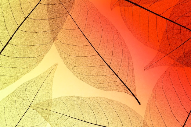 Top view of colored leaves with transparent texture