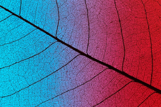 Free photo top view of colored textured leaf