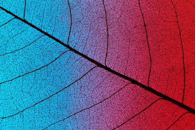 Вид сверху цветных текстурированных листьев