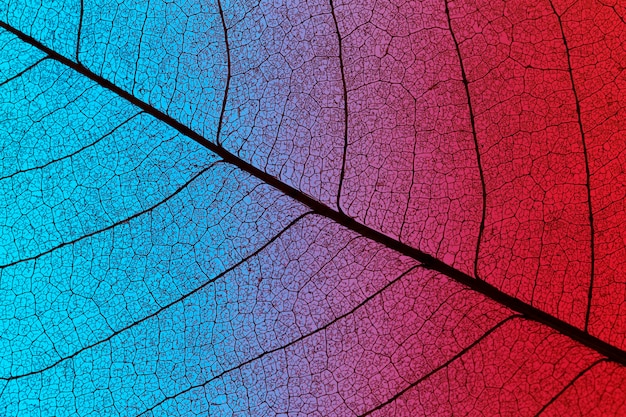 Top view of colored textured leaf