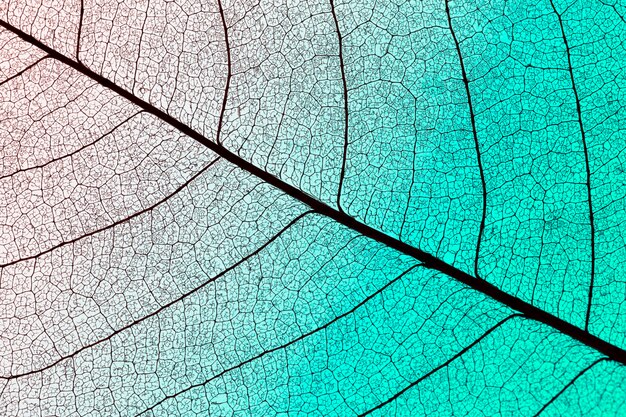 Top view of colored translucent leaf texture