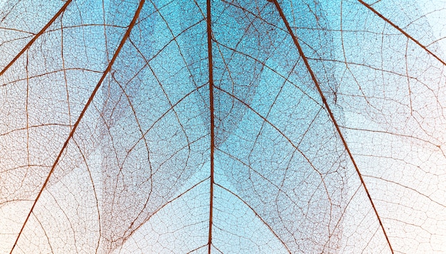 Free photo top view of colored transparent leaves texture