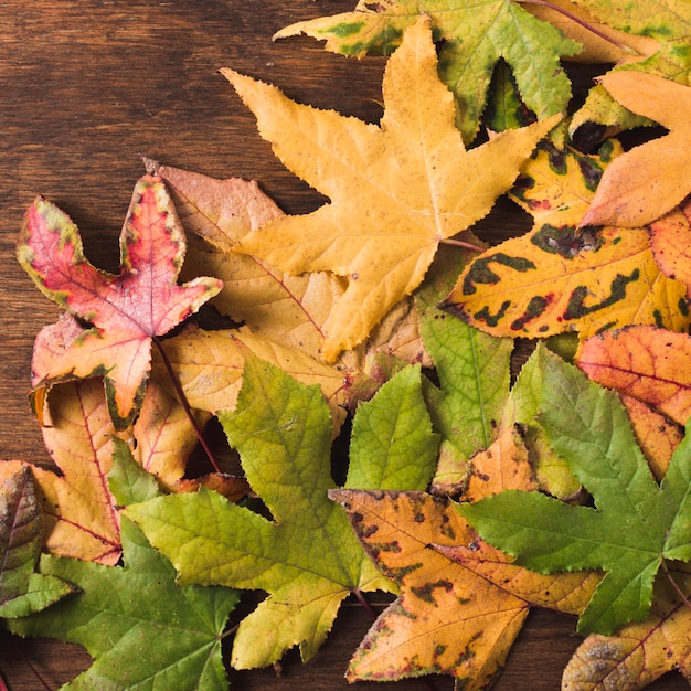 Top view colorful autumn leaves 