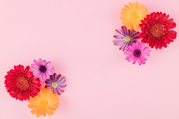 Top view colorful flowers