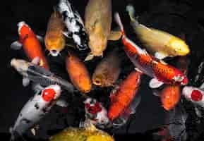 Free photo top view colorful koi fishes