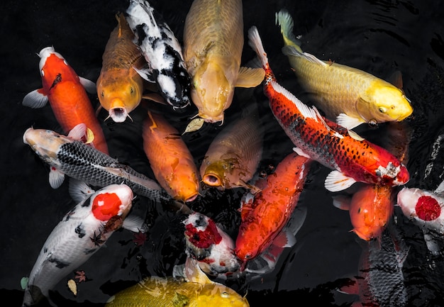 Top view colorful koi fishes