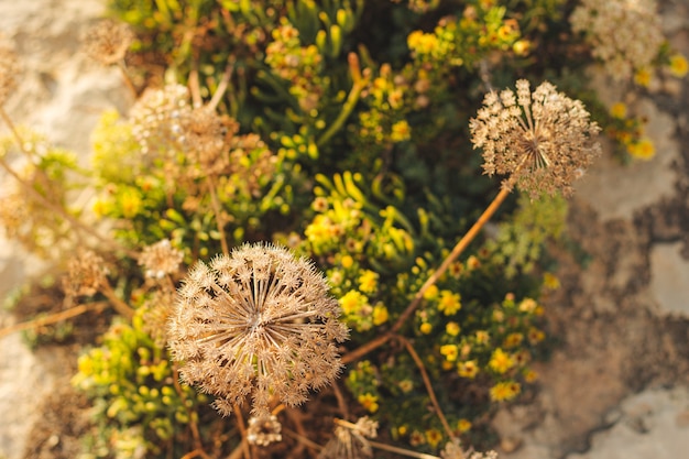 Free photo top view of colorful plants