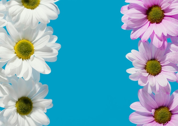 Top view of colorful spring daisies with copy space