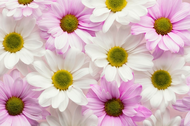 Top view of colorful spring daisies