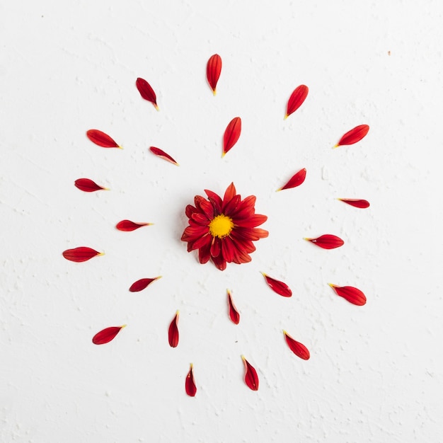 Top view of colorful spring daisy with petals