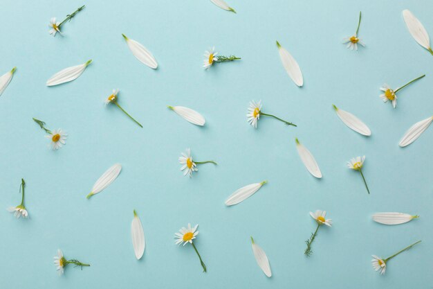 Top view composition of flowers