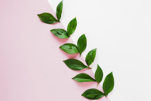 Top view composition of leaves