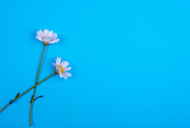 Free photo top view copy space chamomile on a blue background