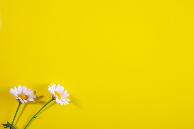 Top view copy space chamomile on a yellow background