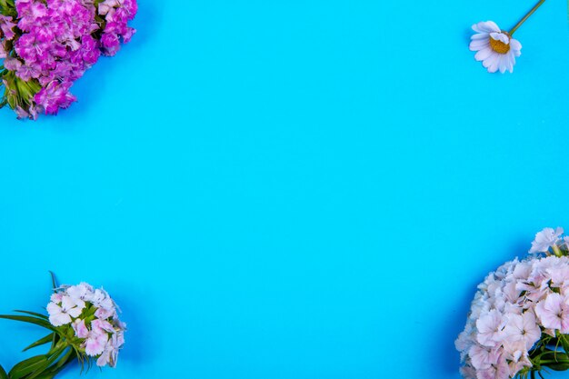 Top view copy space flowers white purple with chamomile on a blue background