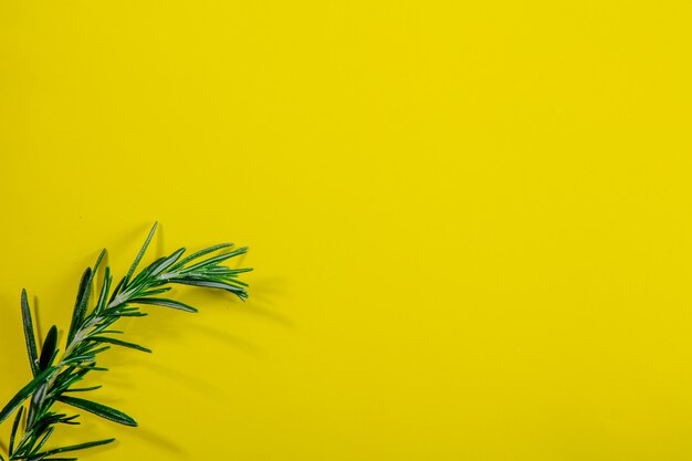 Top view copy space rosemary branch on a yellow background