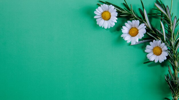 Free photo top view copy space rosemary branches with chamomiles on light green background