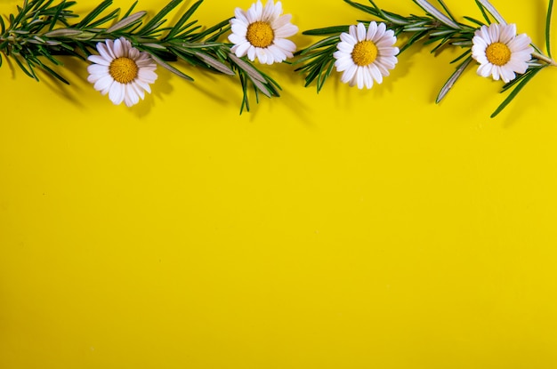 Top view copy space rosemary branches with chamomiles on yellow background