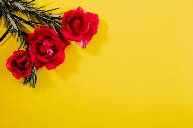 Top view copy space rosemary branches with pink roses on a yellow background