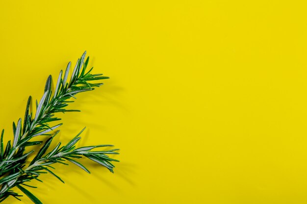 Top view copy space rosemary branches on a yellow background