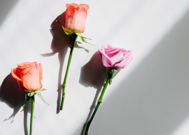 Top view of coral and pink color roses isolated on white background