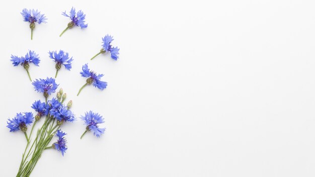 Top view cornflowers with copy space