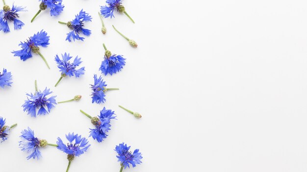 Top view cornflowers with copy space