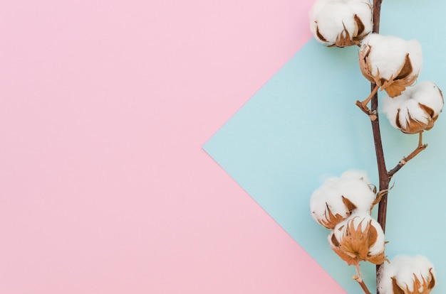 Top view cotton flower frame with branch