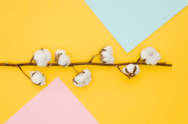 Top view cotton flowers on colorful background