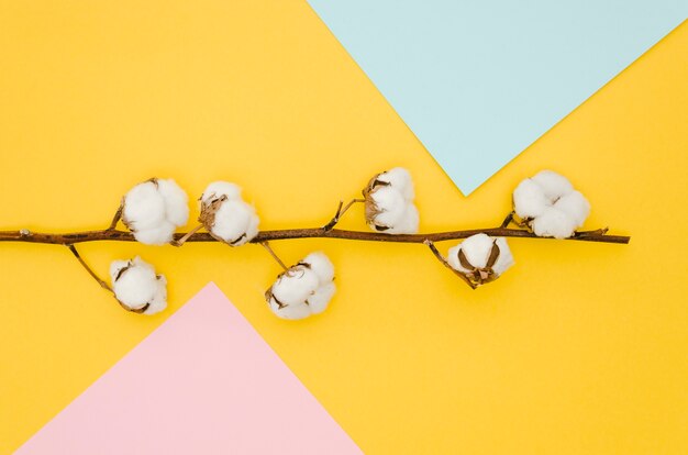 Top view cotton flowers on colorful background