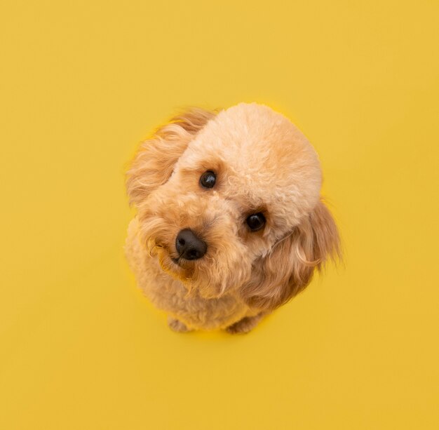 Download 9 411 Dog Yellow Images Free Download PSD Mockup Templates