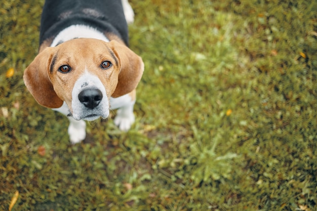 Top view of cute dog standing on green grass and looking