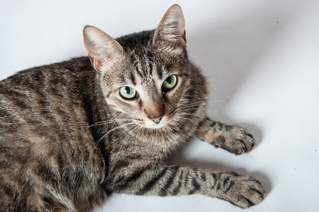 Top view of a cute domestic tabby cat lying on a white surface and looking curiously