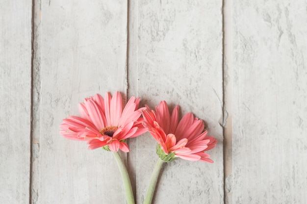 Top view of cute flowers on white planks