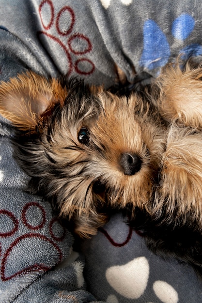 彼のベッドで休んでいるかわいいヨークシャーテリアの子犬の平面図