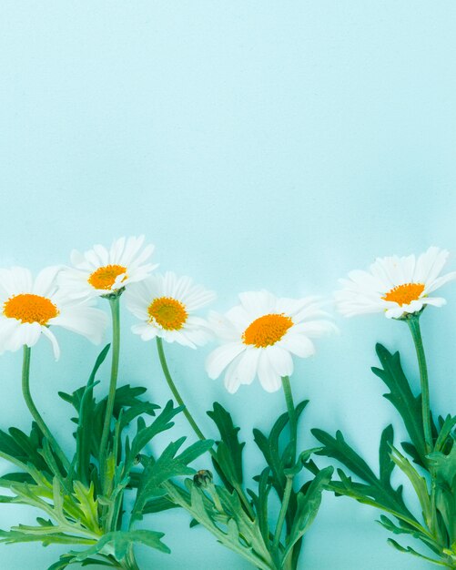 Free Photo top view daisies line