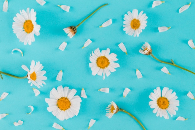 Free photo top view daisies and petals