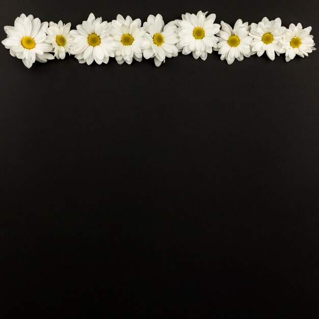 Top view of daisy flowers