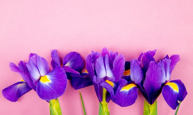 Top view of dark purple color iris flowers isolated on pink background with copy space