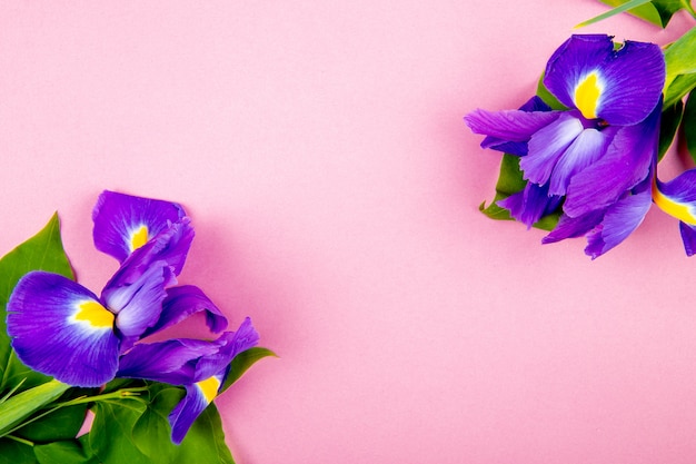 Top view of dark purple color iris flowers isolated on pink background with copy space