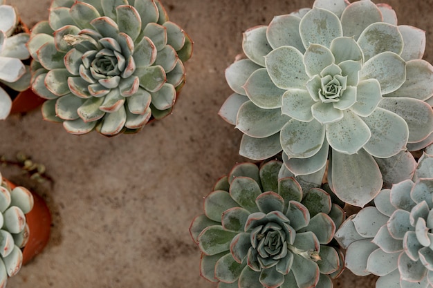 Top view decoration with beautiful flowers