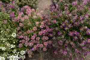 Foto gratuita decorazione vista dall'alto con fiori colorati