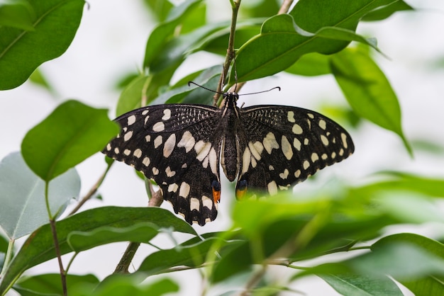 Вид сверху нежной бабочки с раскрытыми крыльями