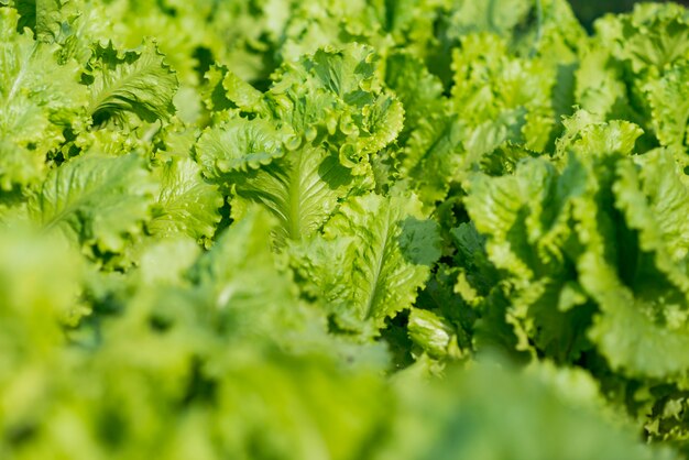 Top view delicious lettuce leaves