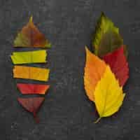 Free photo top view of different autumn leaves