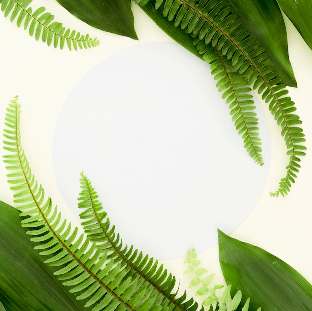 Top view of different leaves and ferns with copy space